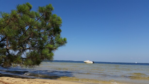 Ein Strand mit blauem Himmel, einem Schiff in der Ferne und einer großen Kiefer.