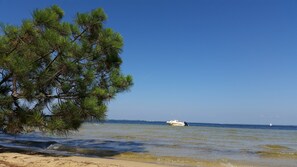 Une plage sous un ciel dégagé, un bateau à l’horizon et un grand pin.