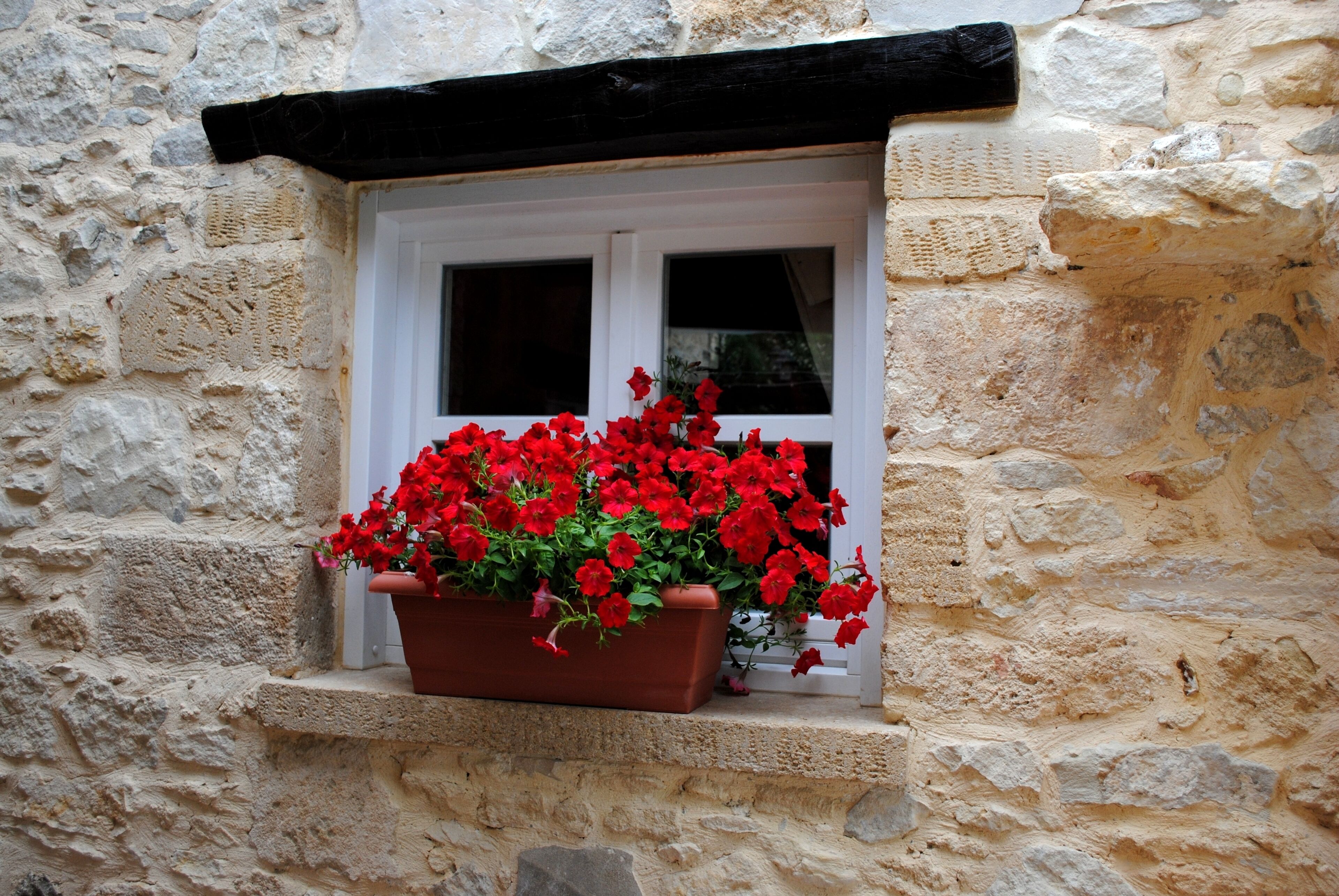 A window with a white frame and a brown flower box filled with red flowers.
