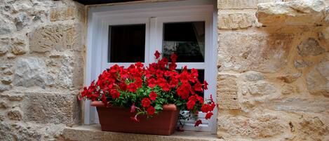A window with a white frame and a brown flower box filled with red flowers.