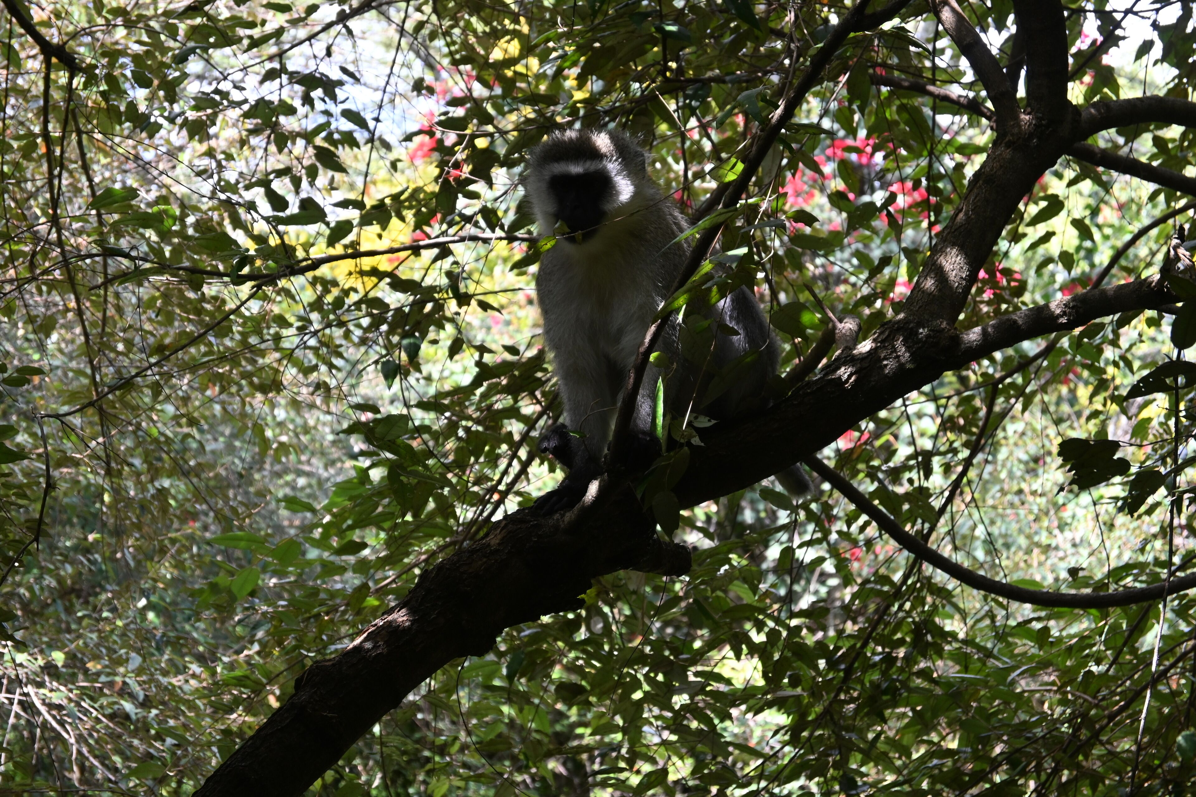 Um macaco em um galho cercado por folhagem densa.