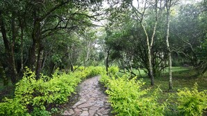 Un sendero de piedra rodeado de abundante vegetación y árboles.