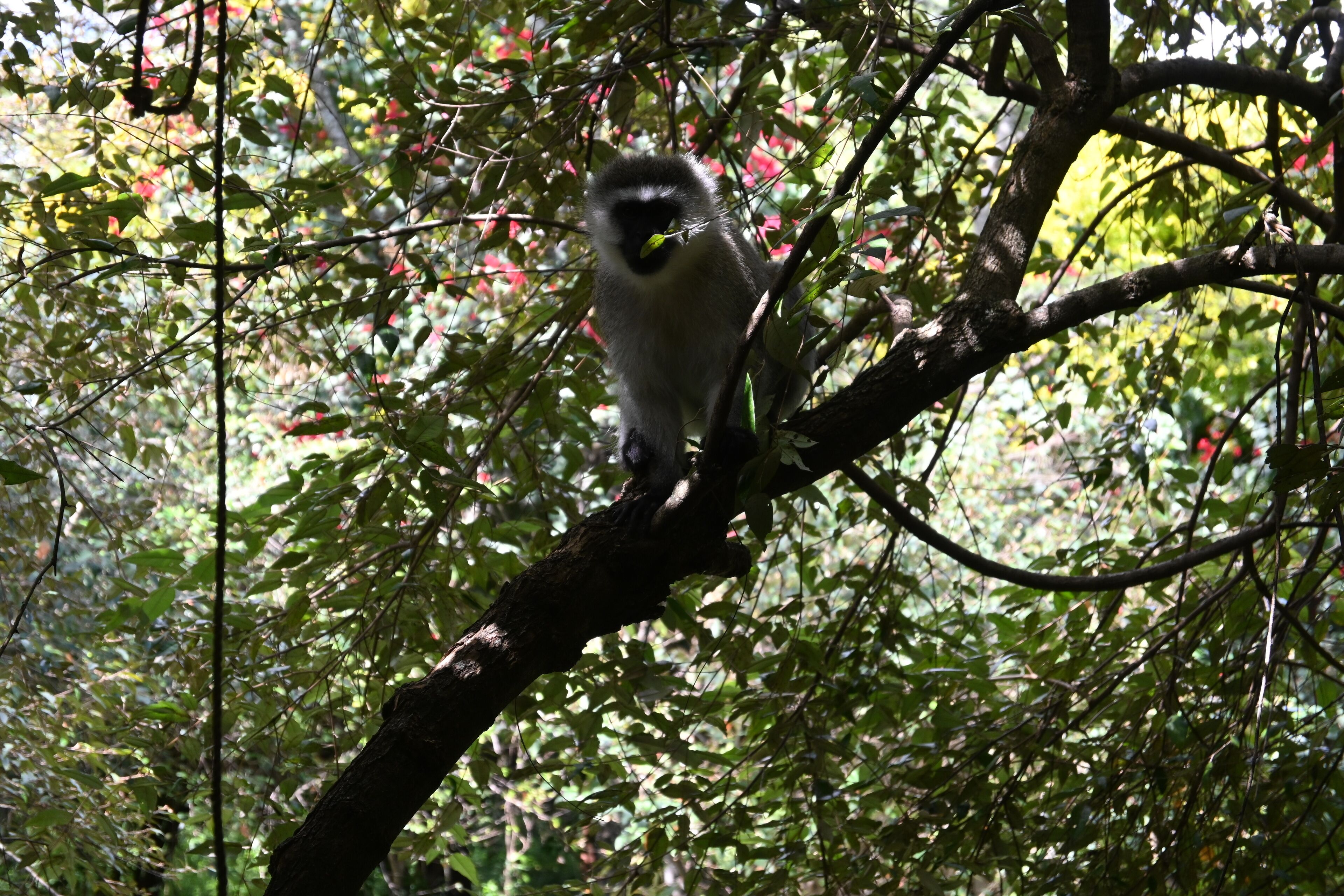 Un mono posado en una rama de árbol.