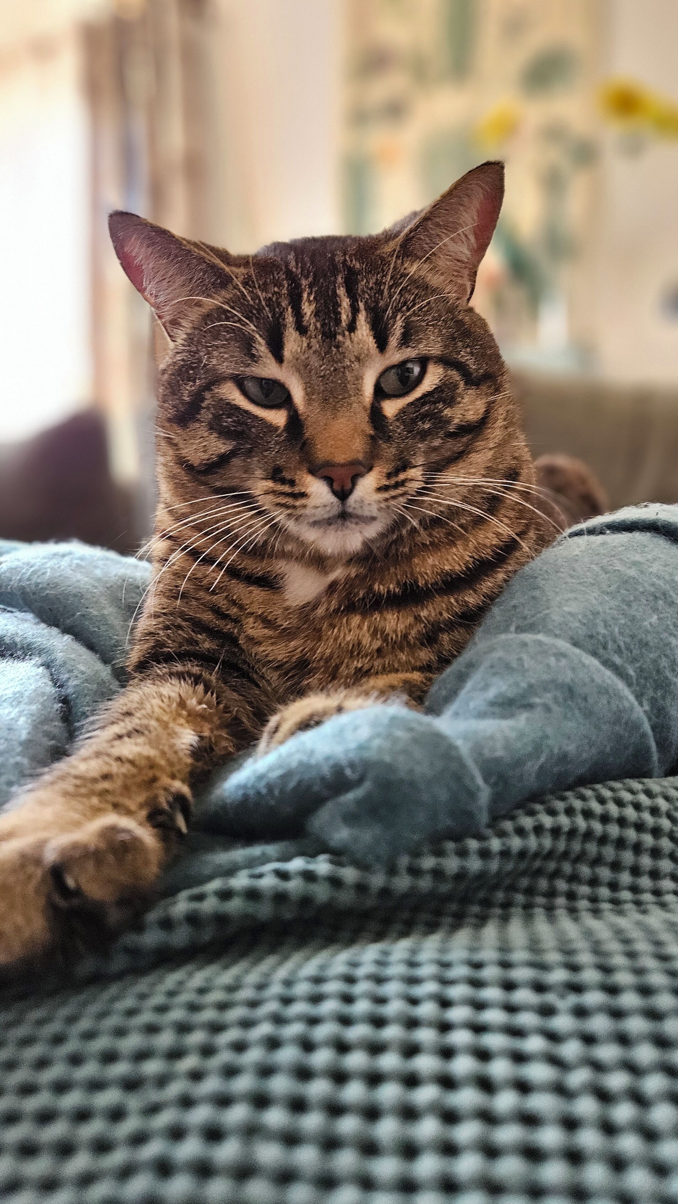 Un chat allongé sur une couverture à motifs.