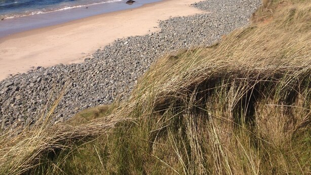 A coastal landscape with a sandy beach, rocky shore, and grassy dunes. In the distance, there are several buildings on a hill. - Larchfield, at the centre of the unique North Antrim Coast (Bushmills)