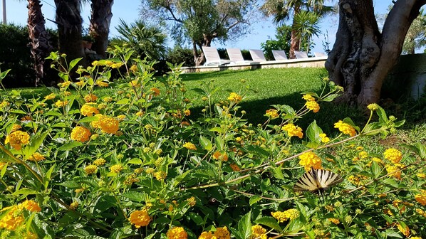 Un jardín con flores amarillas y una fila de sillas reclinables blancas.
