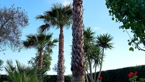 A well-maintained garden with palm trees, red flowers, and a hedge. - Villa Gina - Torre San Giovanni with pool 5 minutes from the Maldives of Salento (Ugento)