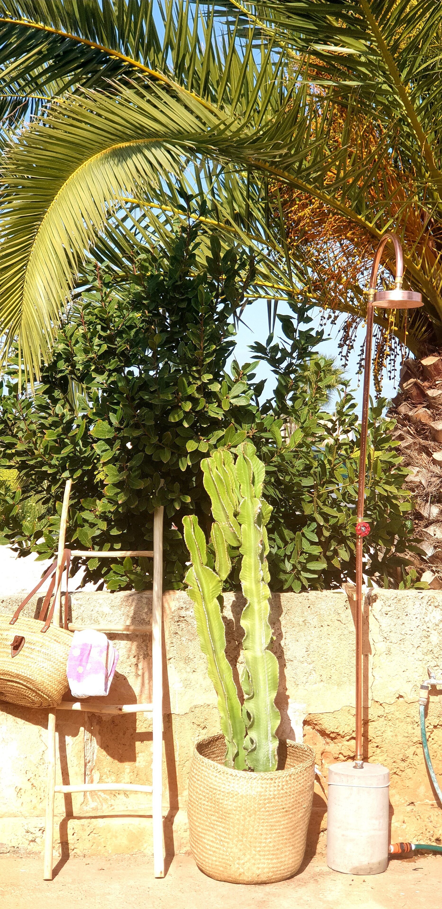 Un cactus dans un pot en osier, une fontaine d’eau en métal et une échelle en bois appuyée contre un mur.