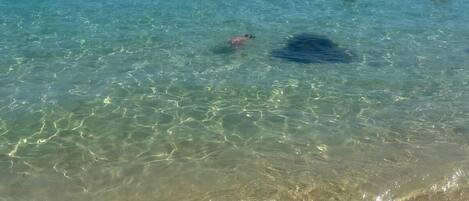 Rannalla, aurinkotuoleja, rantapyyhkeitä