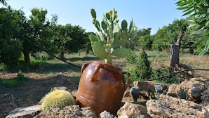 Ein Kaktus in einem Terrakotta-Topf, umgeben von Steinen und weiteren Kakteen in einem Garten.