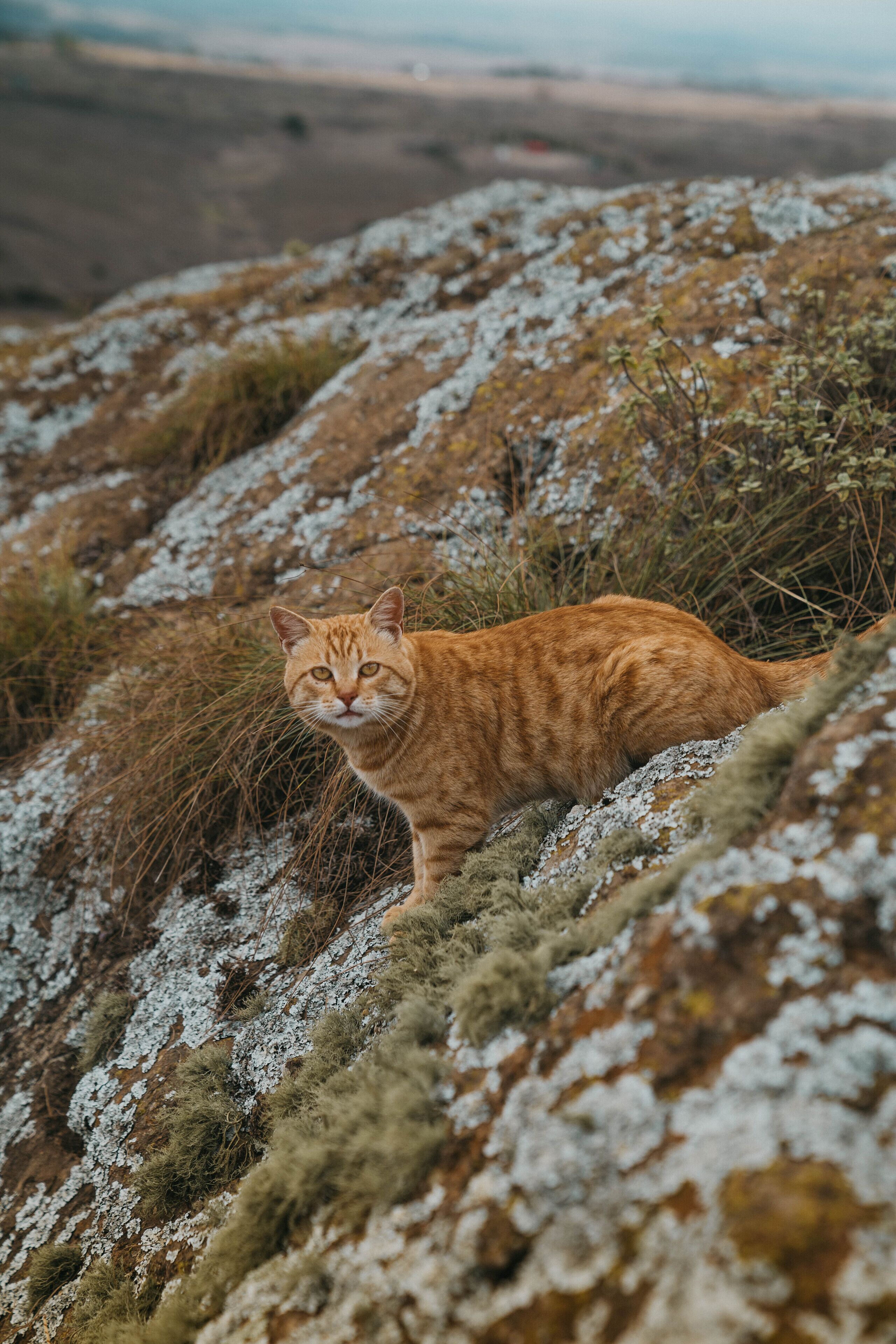 Eine Katze auf felsigem Gelände mit vereinzelter Vegetation.