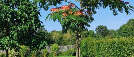 Une pelouse bien entretenue, avec un seul arbre aux fleurs roses, entourée d’un arbuste taillé avec soin et d’une clôture en bois en arrière-plan.