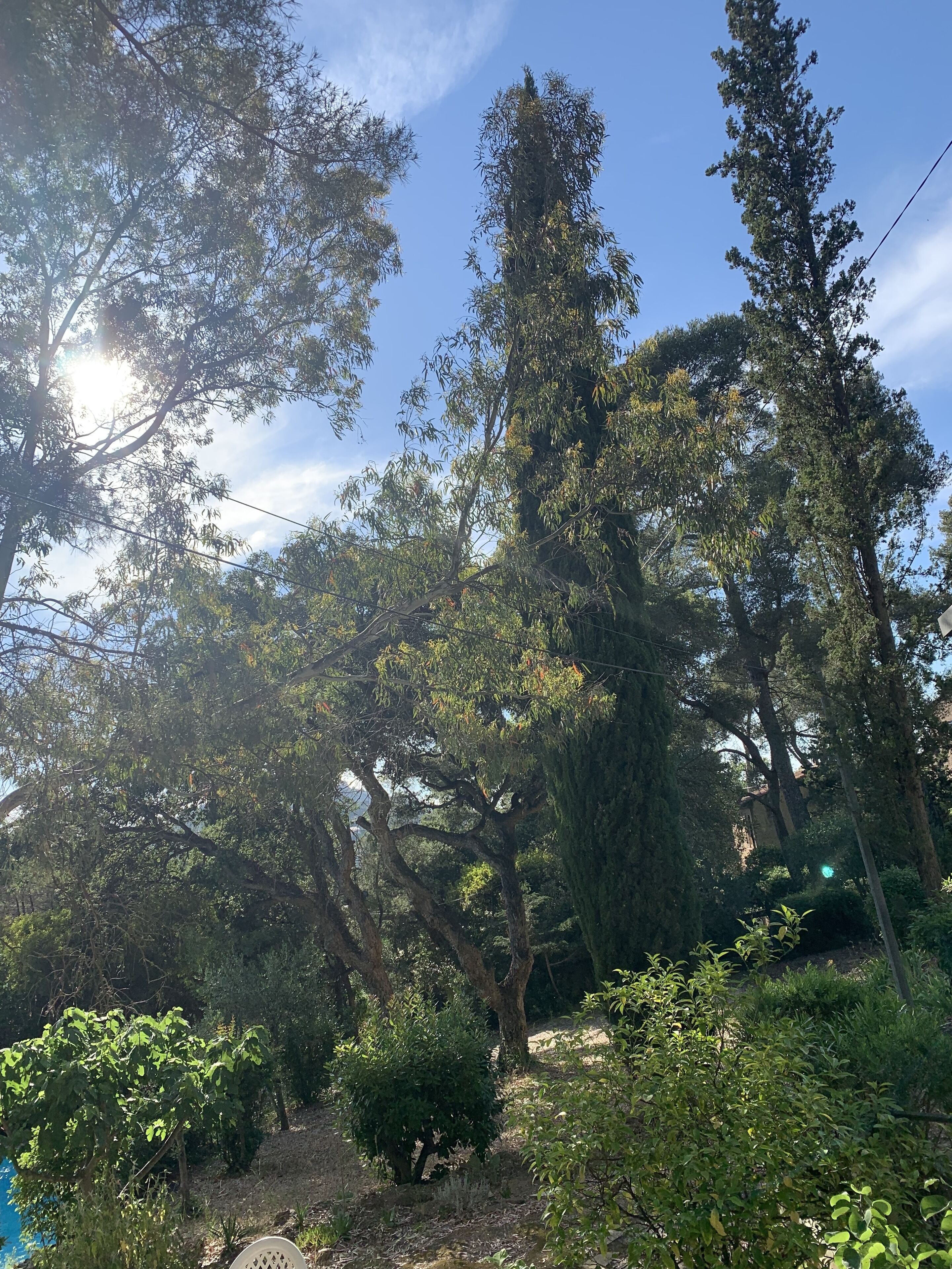 A dense forest with tall trees and a clear sky.