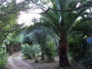 Property grounds - Cabanon provençale (La Seyne-Sur-Mer)