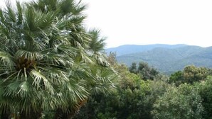 Un jardín con una palmera, escalones de piedra y una manguera.