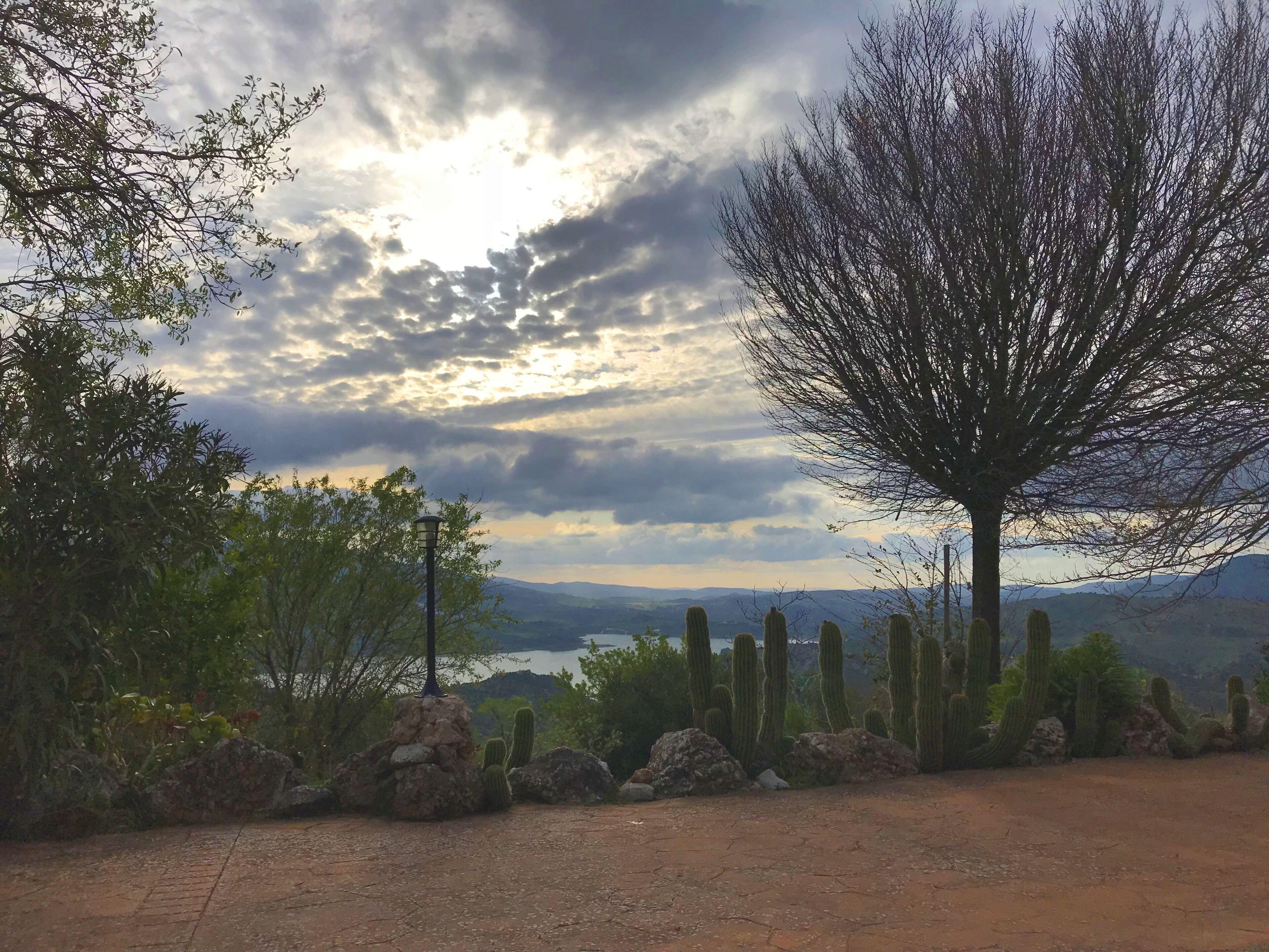 A desert landscape with cacti, a tree, and a view of distant mountains under a cloudy sky.