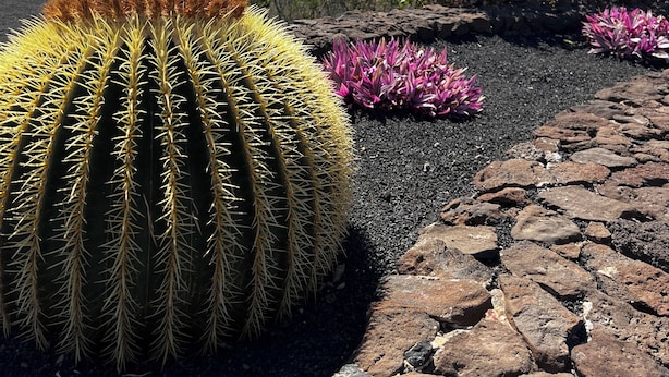 Un jardin de cactus avec un grand cactus saguaro, un terrain rocheux et diverses plantes à fleurs.