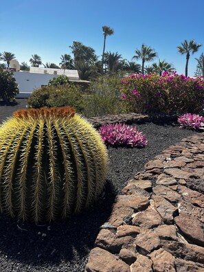 A cactus garden with a large saguaro cactus, rocky terrain, and various flowering plants. - Large privately owned villa, close to beaches (Playa Blanca)