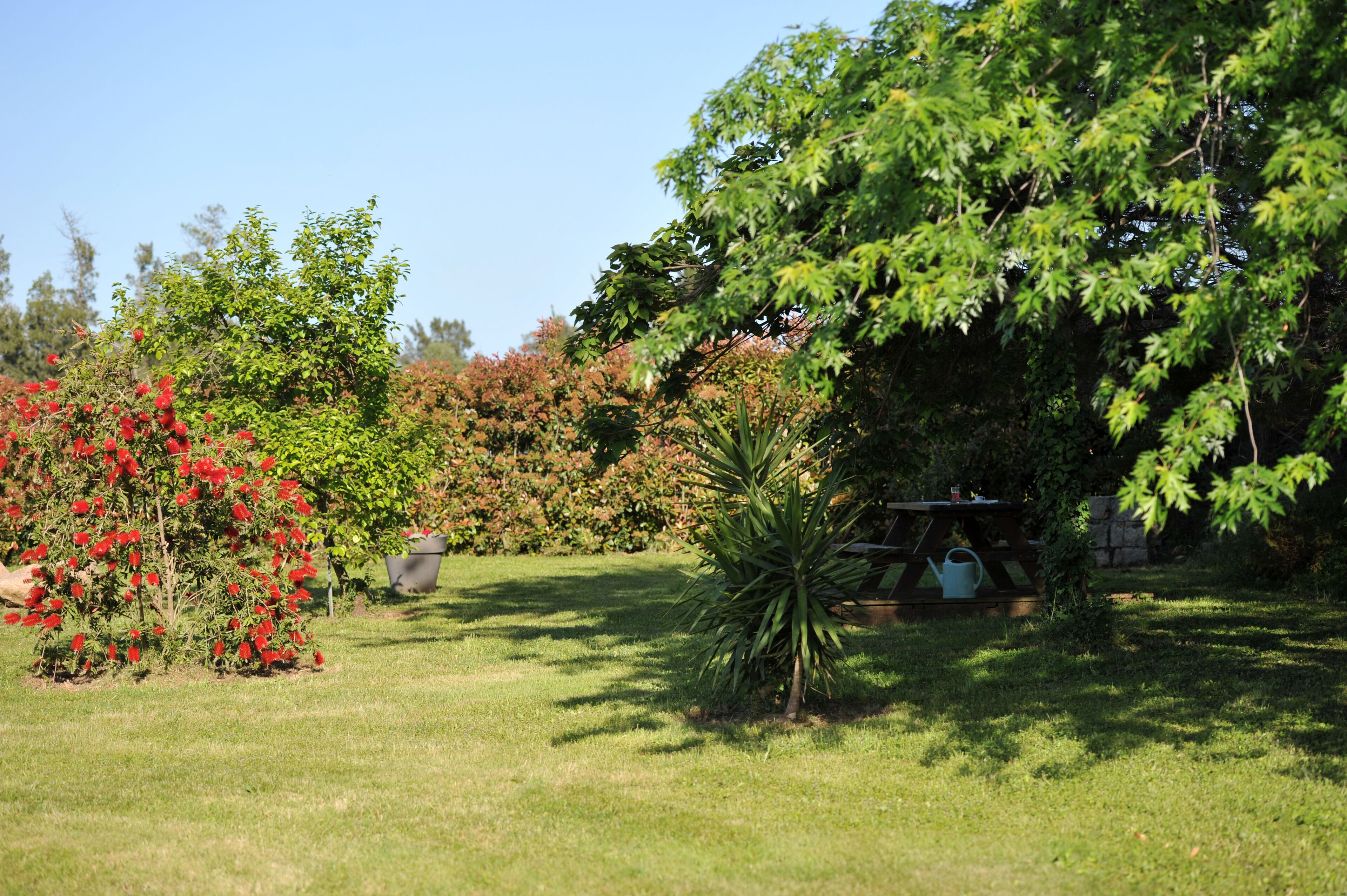 A garden with various plants and a wooden table with a chair.