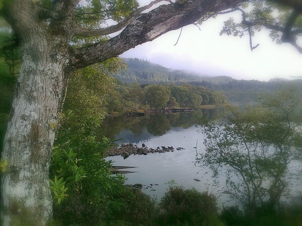 A serene lake surrounded by lush greenery and a prominent tree.