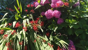 Un jardín con hortensias rosas y flores rojas frente a un edificio blanco con ventanas.