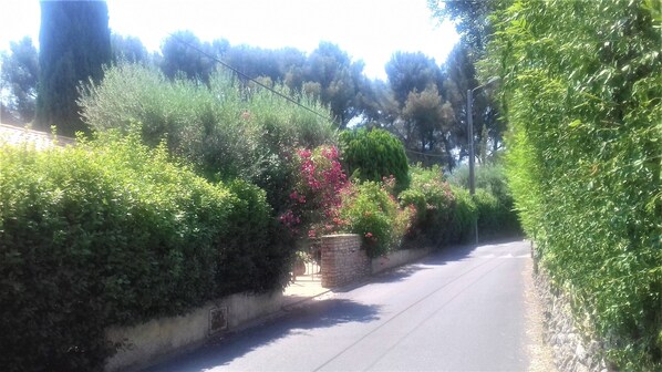 A narrow road flanked by dense greenery and a stone wall.