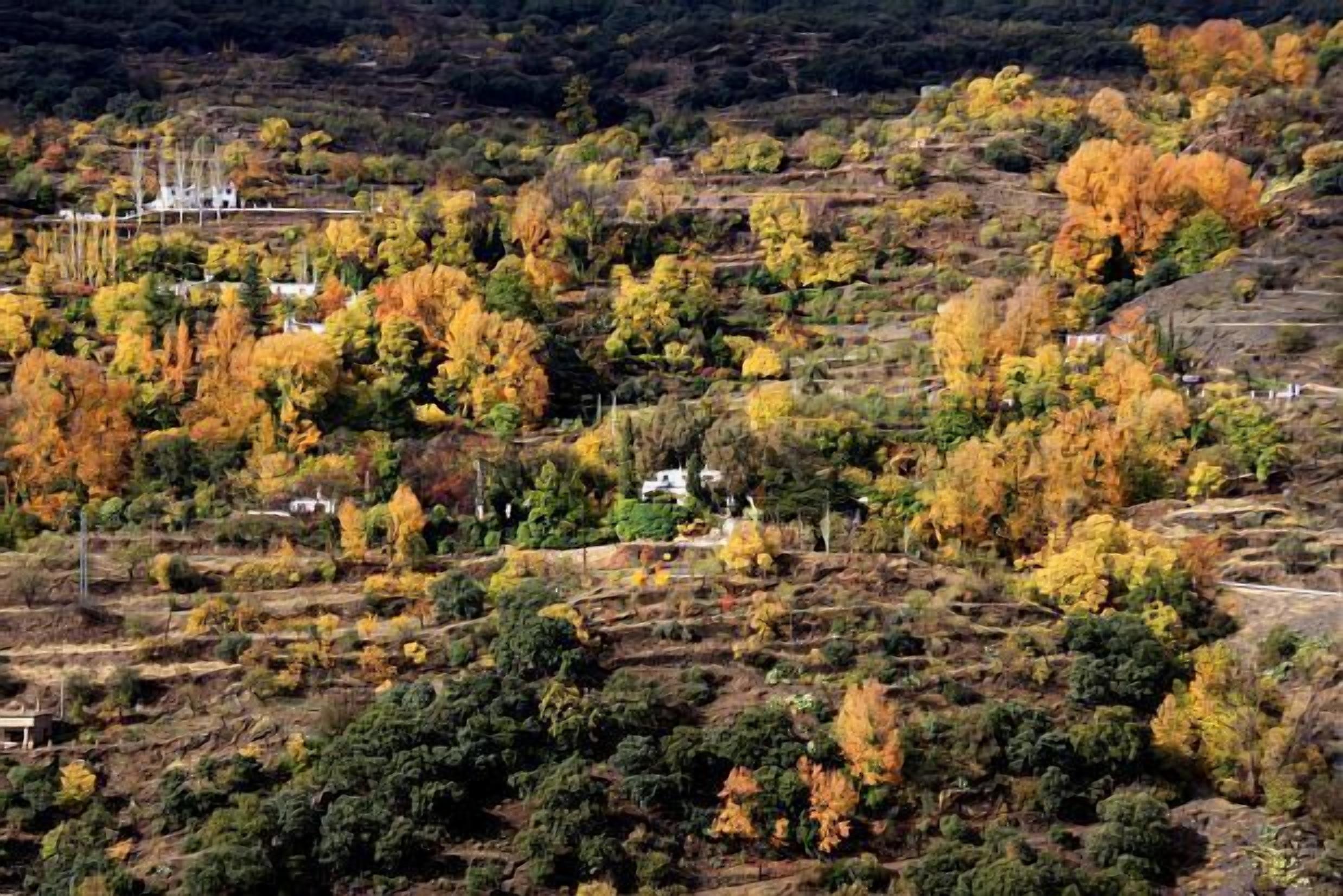 Aula´s Cottage in Villa Buena Vista for 2 people