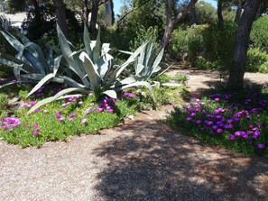 A garden with agave plants and purple flowers along a gravel path.