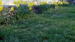 Ein Garten mit Narzissen und einem Berg im Hintergrund.