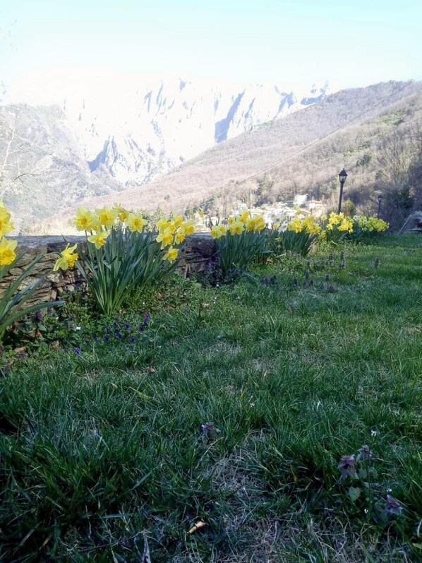 Ein Garten mit Narzissen und einem Berg im Hintergrund.