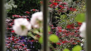 A window with a view of a garden featuring various plants and flowers. - Just So Cottage (Buckingham)