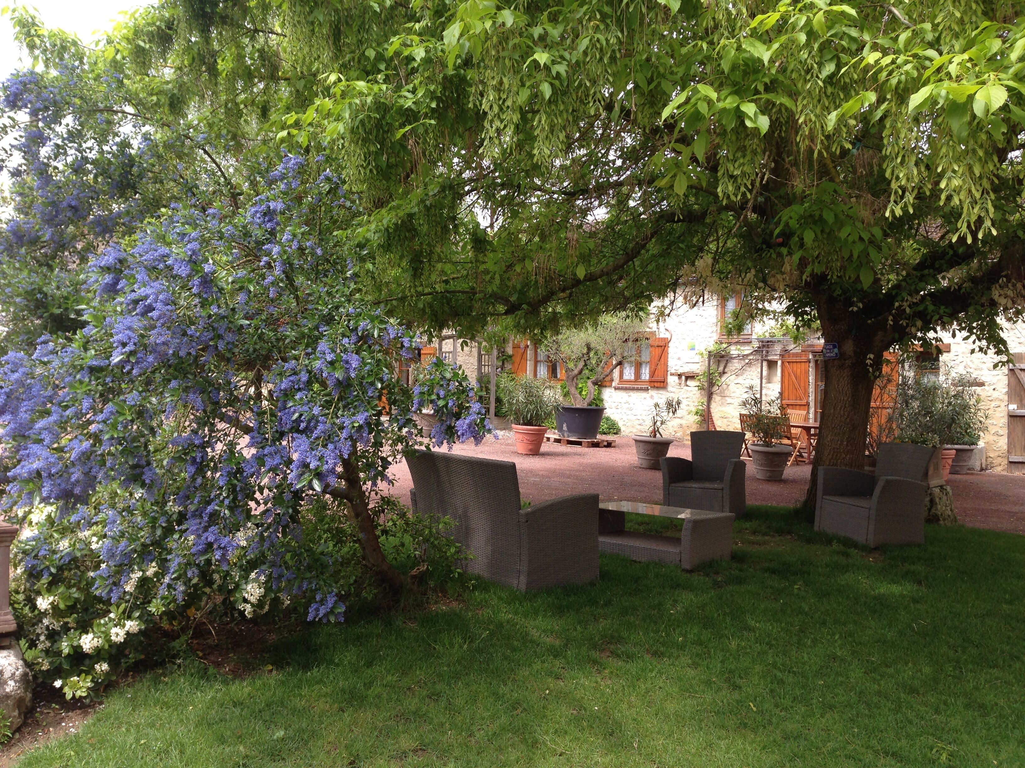 Un espace extérieur aménagé avec des meubles en osier et un arbre aux fleurs bleues.