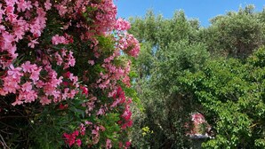 Een tuin met roze bloemen, groen gras en verschillende bomen.