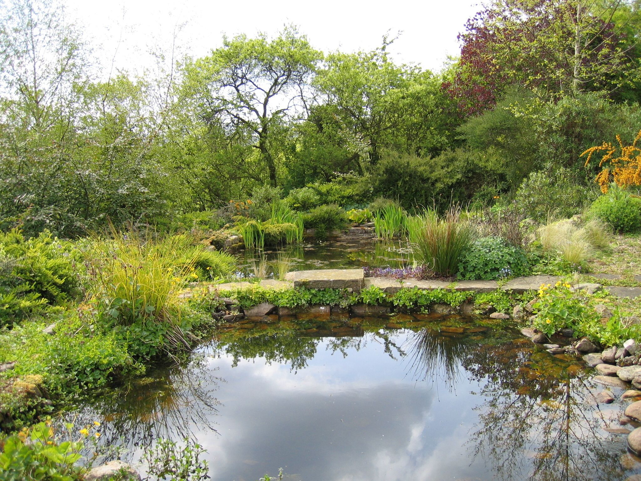 One of our two ponds which are full of wild life