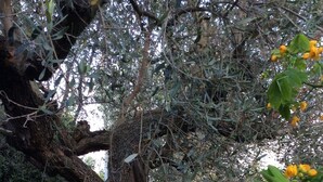 Uma grande árvore com tronco robusto e galhos extensos em um jardim bem cuidado.