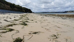 Een strand met zeewier verspreid over het zand, een rotsachtige klif aan de linkerkant en een rustige zee op de achtergrond.