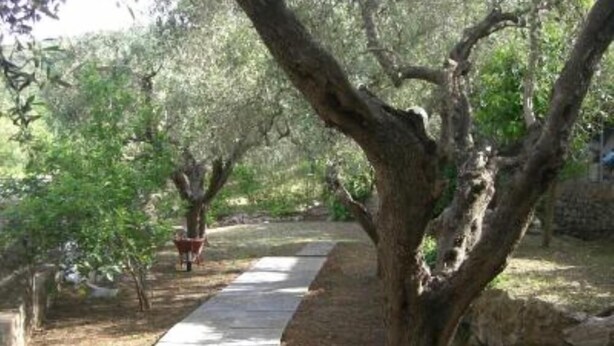 A pathway in a garden with trees and a stone wall. - Apartment/ flat - Monte argentario (Monte Argentario)