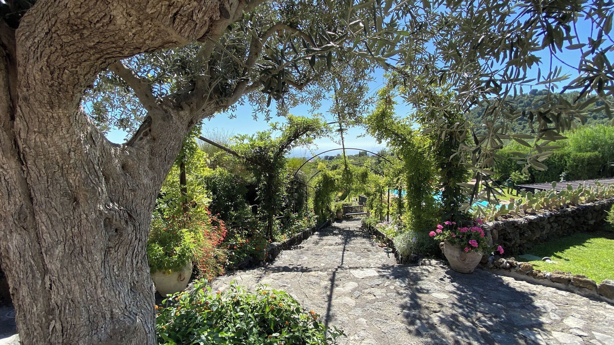 A stone pathway leading through a garden with various plants and a large tree on the left.