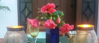 Charming studio between the pine woods and the sea