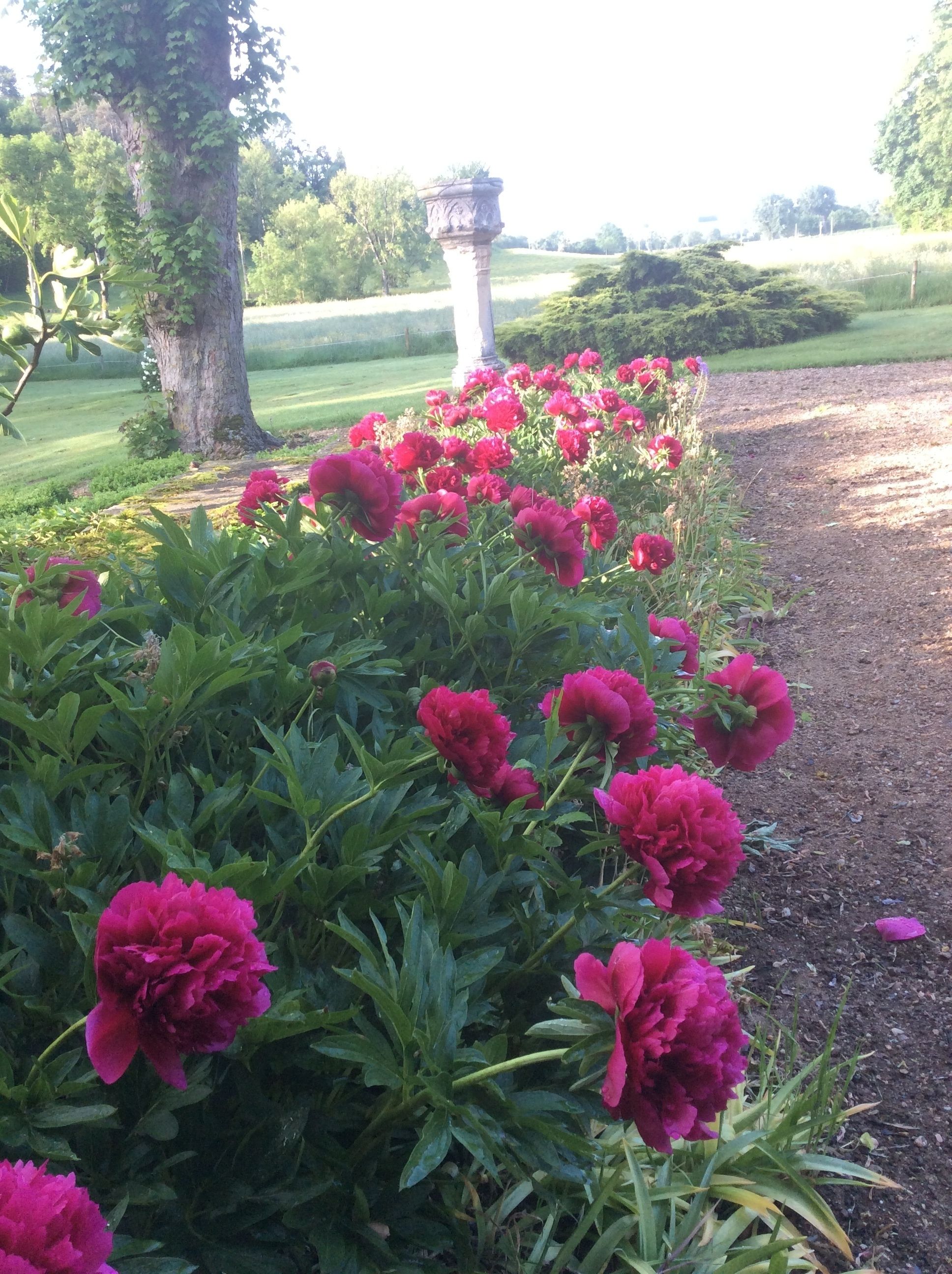 Un jardin agrémenté de fleurs roses éclatantes et d’une colonne en pierre.