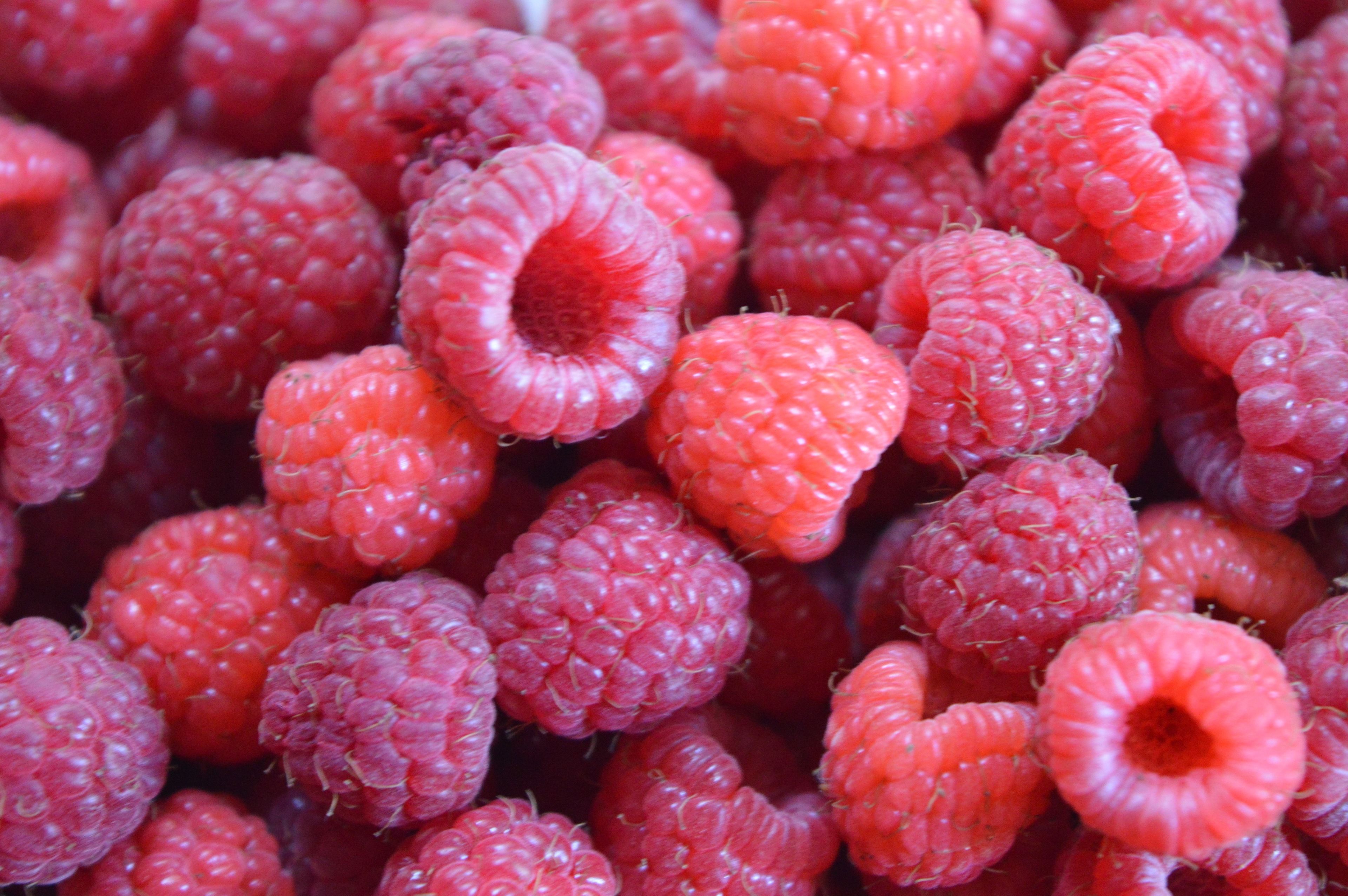 Un gros plan de nombreuses framboises rouges.