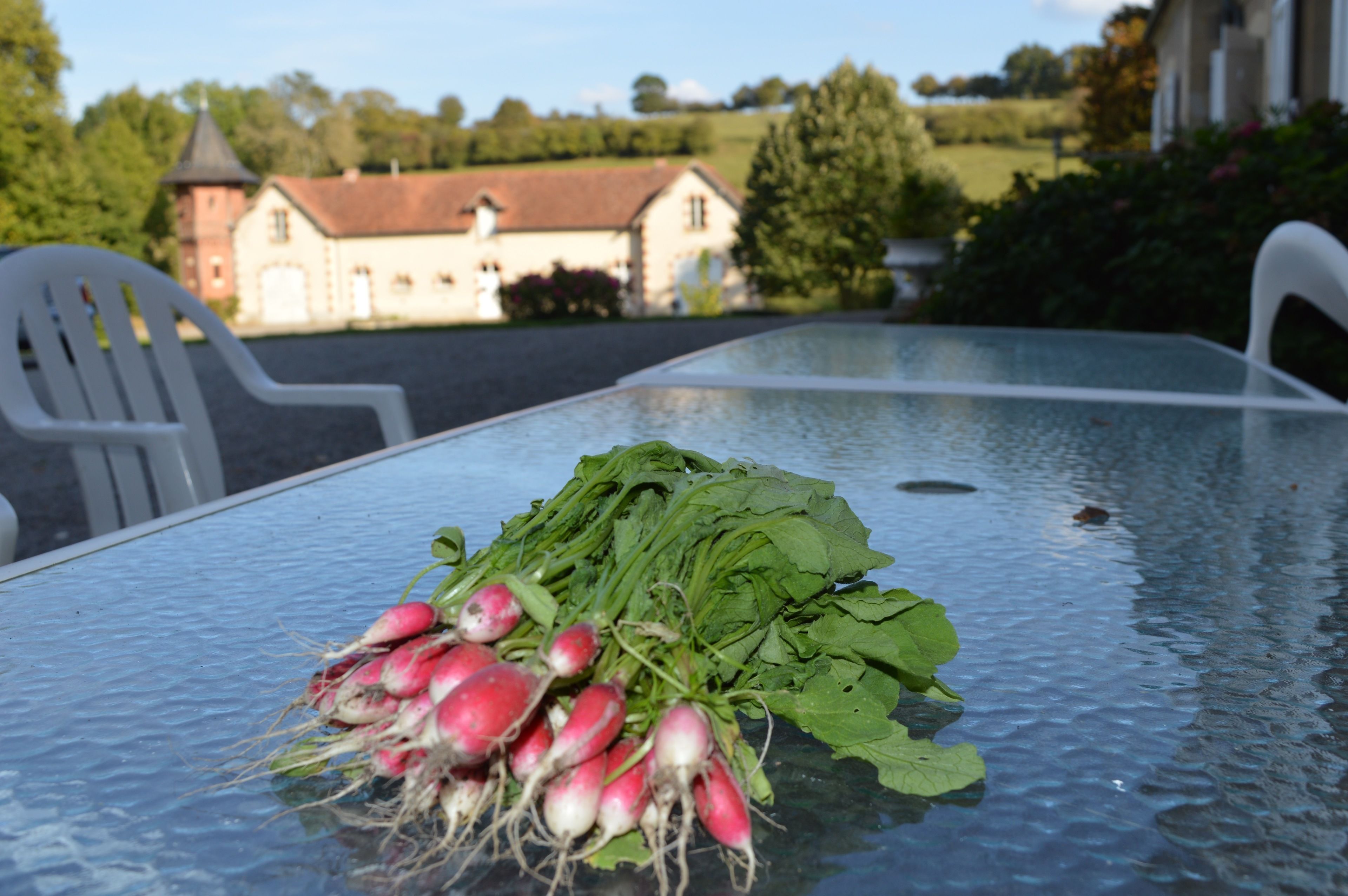 A table with a bunch of radishes and green leaves on a glass table in a room with white chairs and a building in the background.