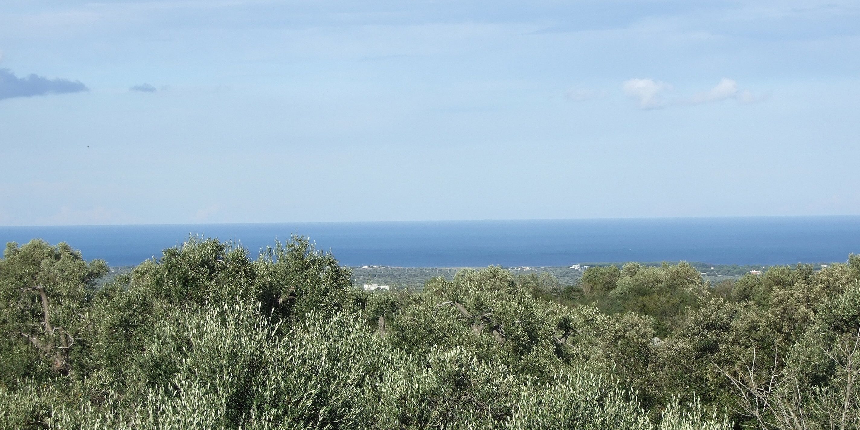 Un paysage côtier avec une végétation luxuriante au premier plan et une vue dégagée sur la mer et les bâtiments situés au loin.