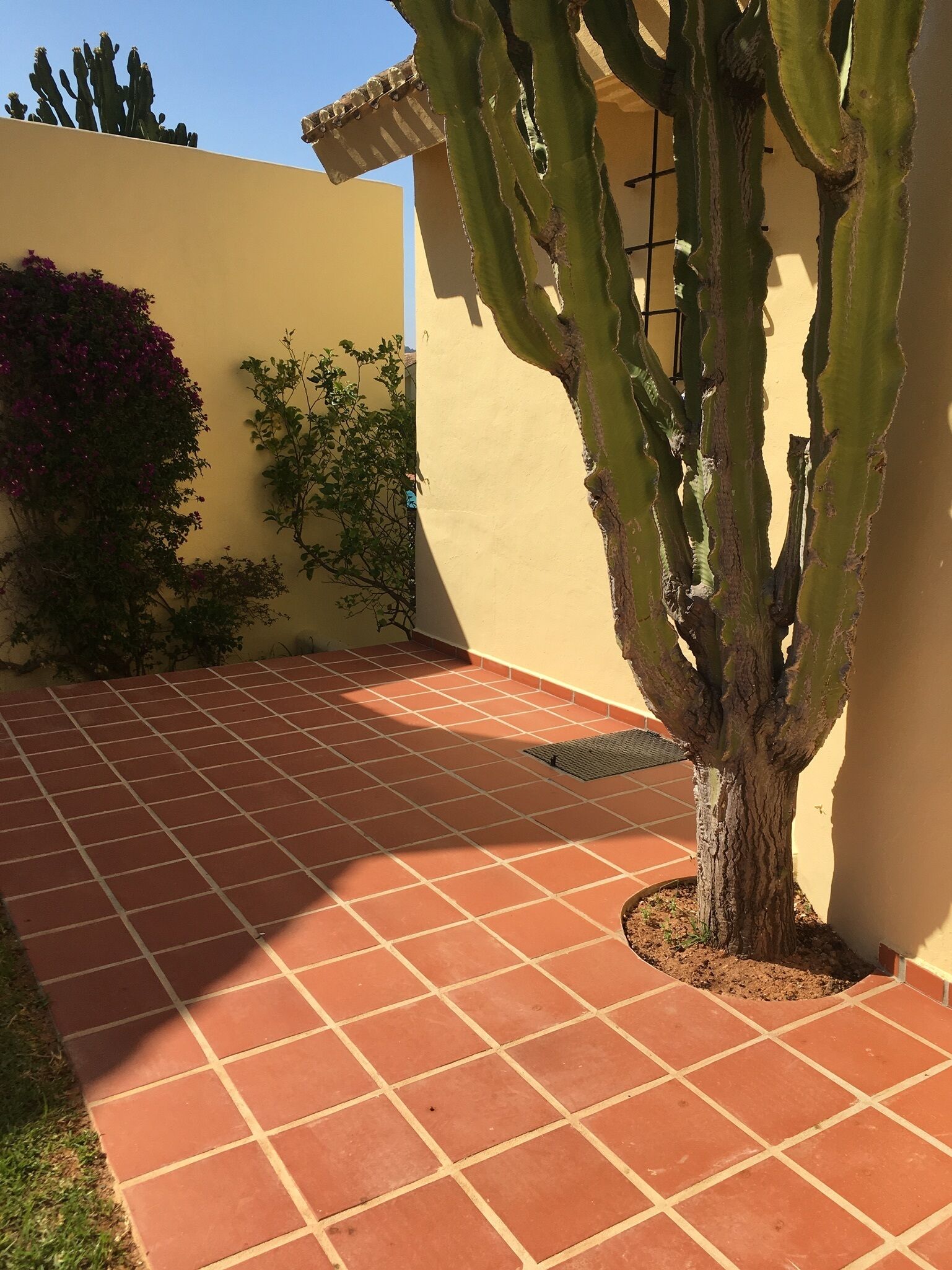 A courtyard with a cactus, tiled floor, and a yellow wall.
