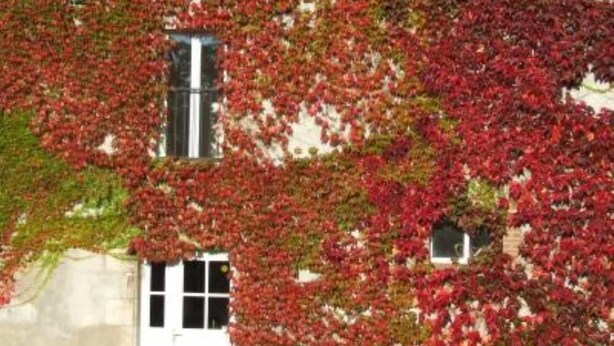 A building with a white facade partially covered by red foliage. - Country holiday home  independant and calm (Ouzouer-Sur-Trézée)