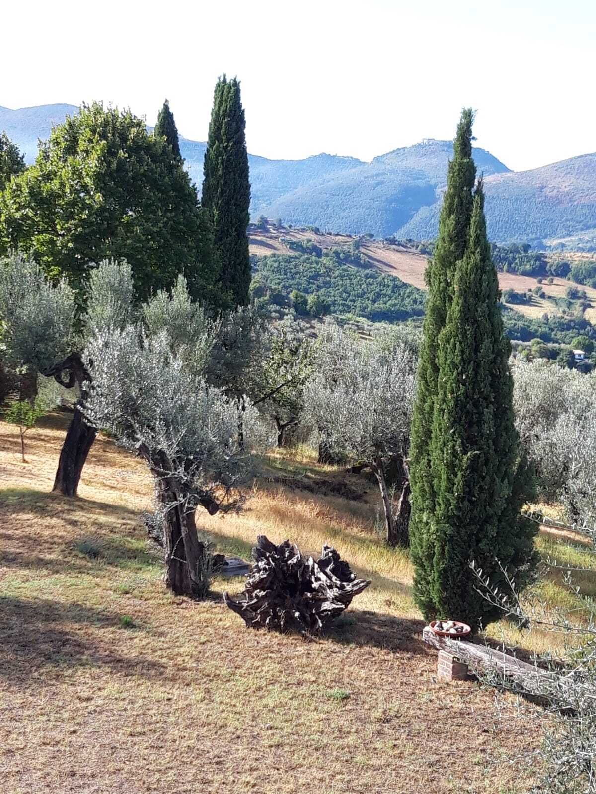 Paisaje con olivos y un campo de hierba seca, con montañas al fondo.