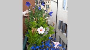 Property grounds - Cà San Silvestro, two terraces in the heart of Venice (Venezia)
