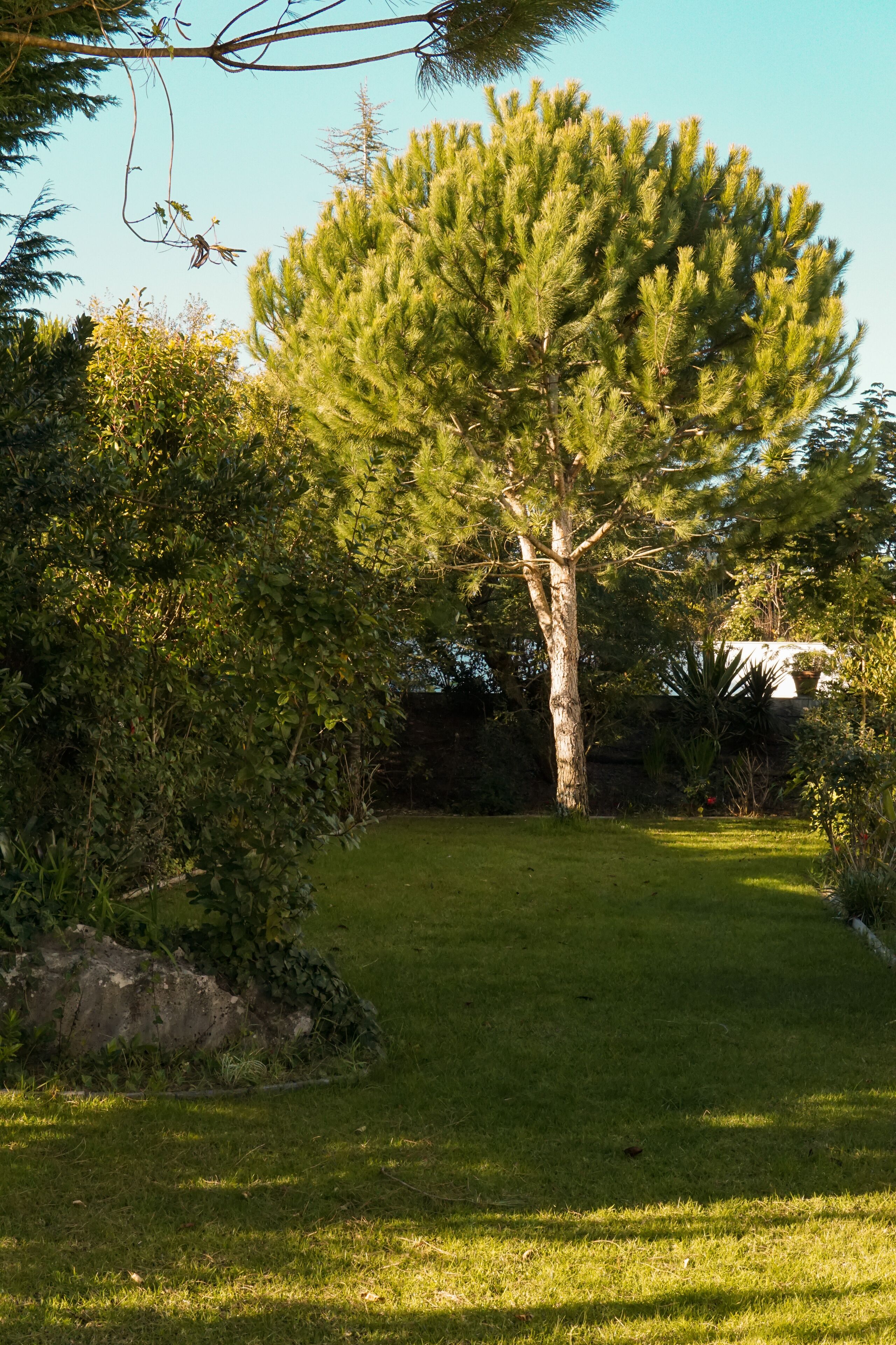 A well-maintained garden with a large coniferous tree, a grassy lawn, and various shrubs.