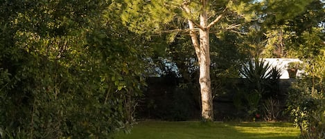 A well-maintained garden with a large coniferous tree, a grassy lawn, and various shrubs.