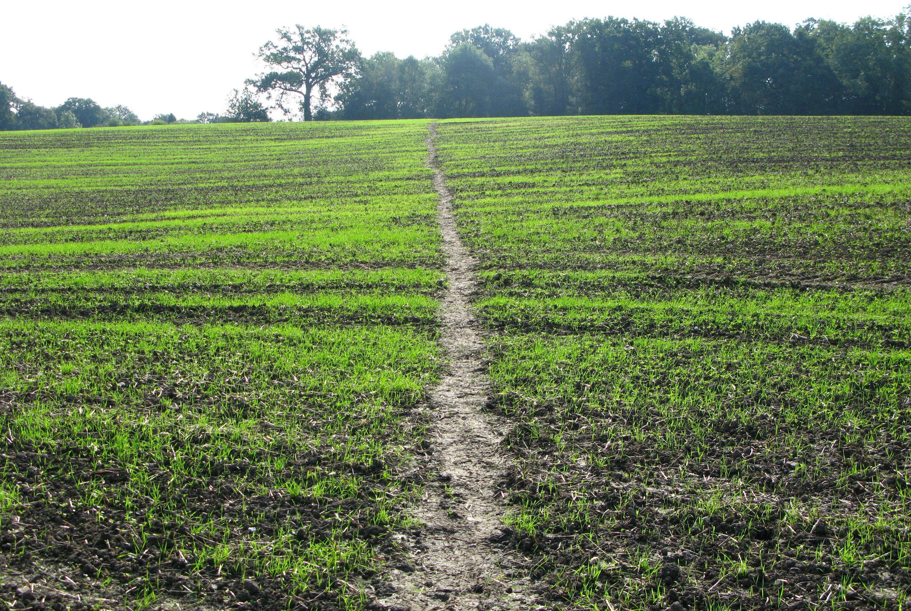 Un campo con un sendero de tierra en el centro.